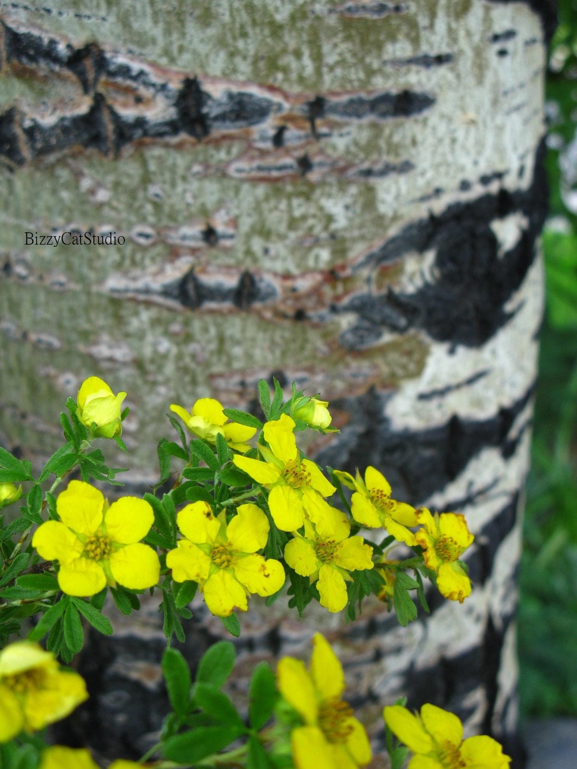 Nature Photography, Close up Aspen Tree and yellow flowers, "Eye of the Aspen", 8x8" Fine Art Print