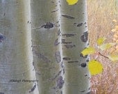 Nature Photography, Aspen trees in a row with yellow leaves, Bark, grey, white, yellow, "Three Amigos", 8x12" Fine Art Print