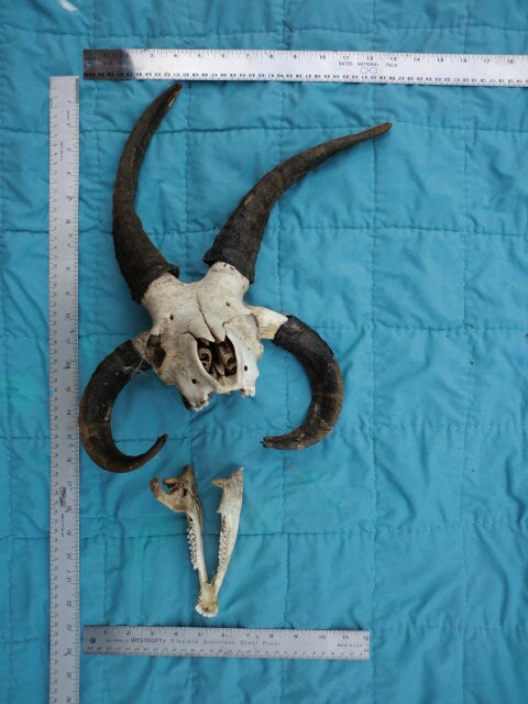 Jacob Ram Skull