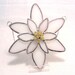 Edelweiss