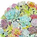 Succulent Garden Art Print 8x10 or 8x8 - Wall Decor, Kids Wall Art, Nursery Art