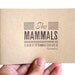 The mammals - illustrated book - zine - vintage