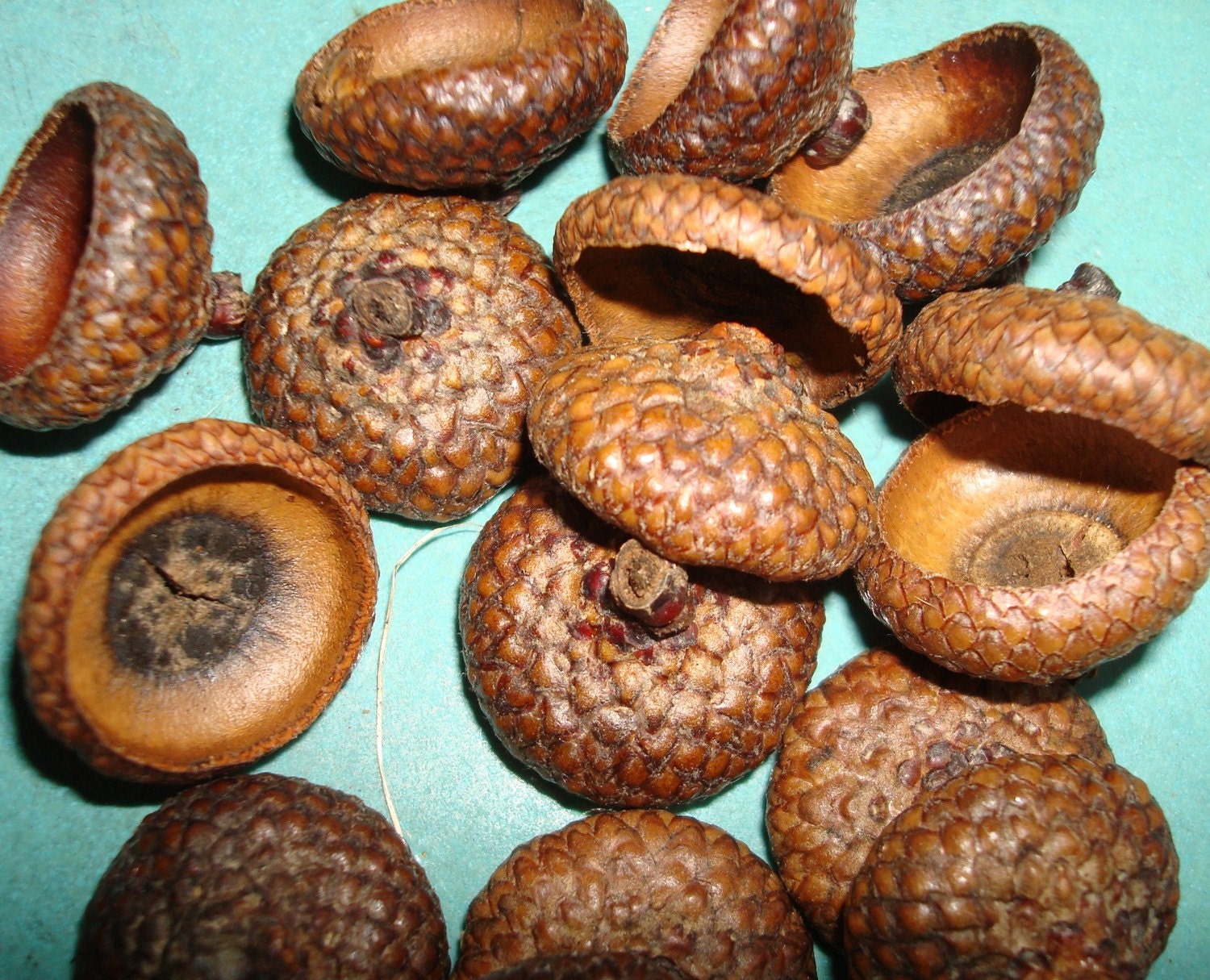 100 natural acorn caps doll hats craft flat eco friendly 1/2 to  1 inch in size