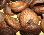 1000   natural acorn caps doll hats craft flat eco friendly 1/2 to  1 inch in size