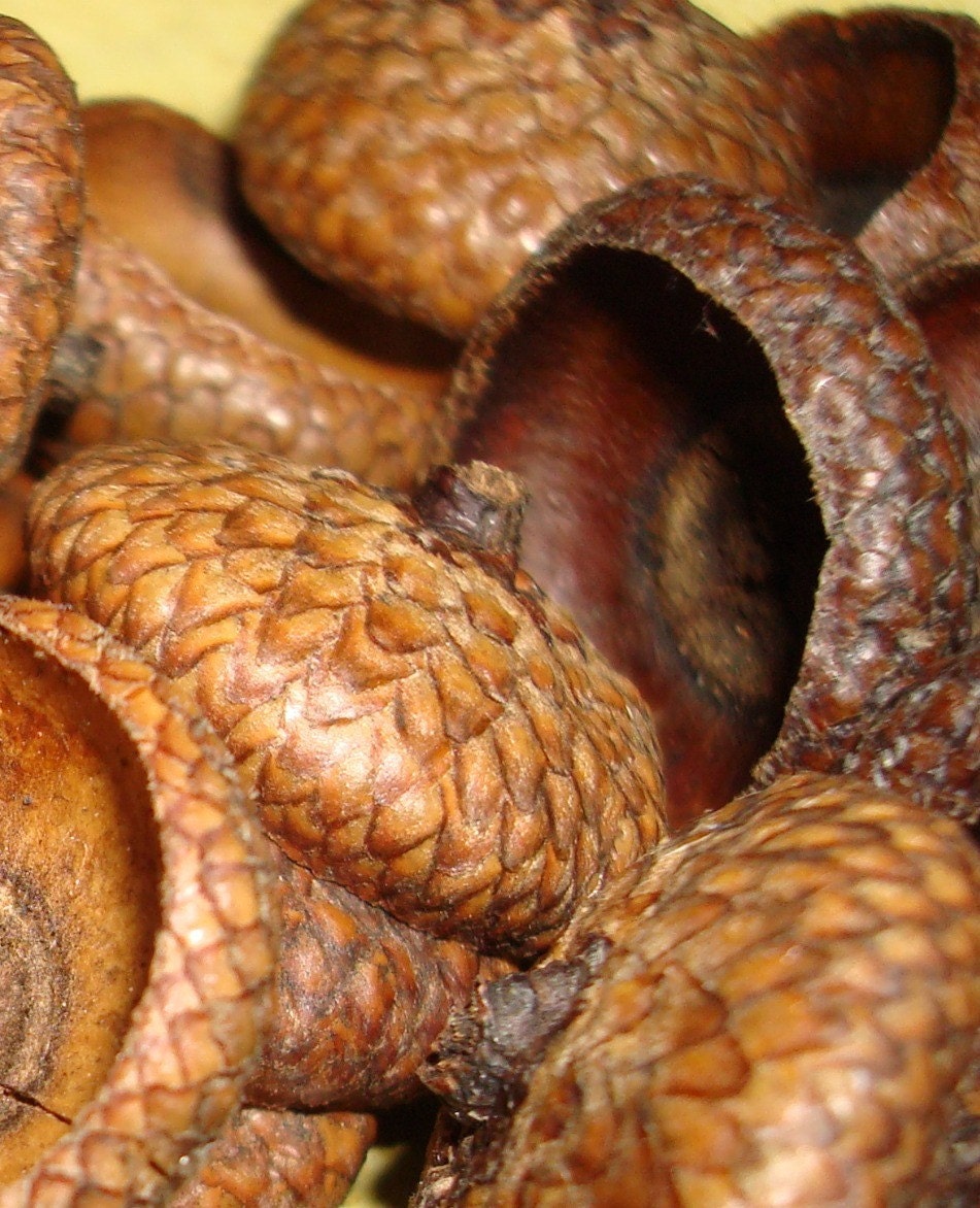 100 natural acorn caps doll hats craft flat eco friendly 1/2 to  1 inch in size