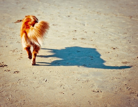 Photo - Golden retriever on the beach - 8x10 Fine Art Photograph of a copper dog and his shadow on a sandy beach