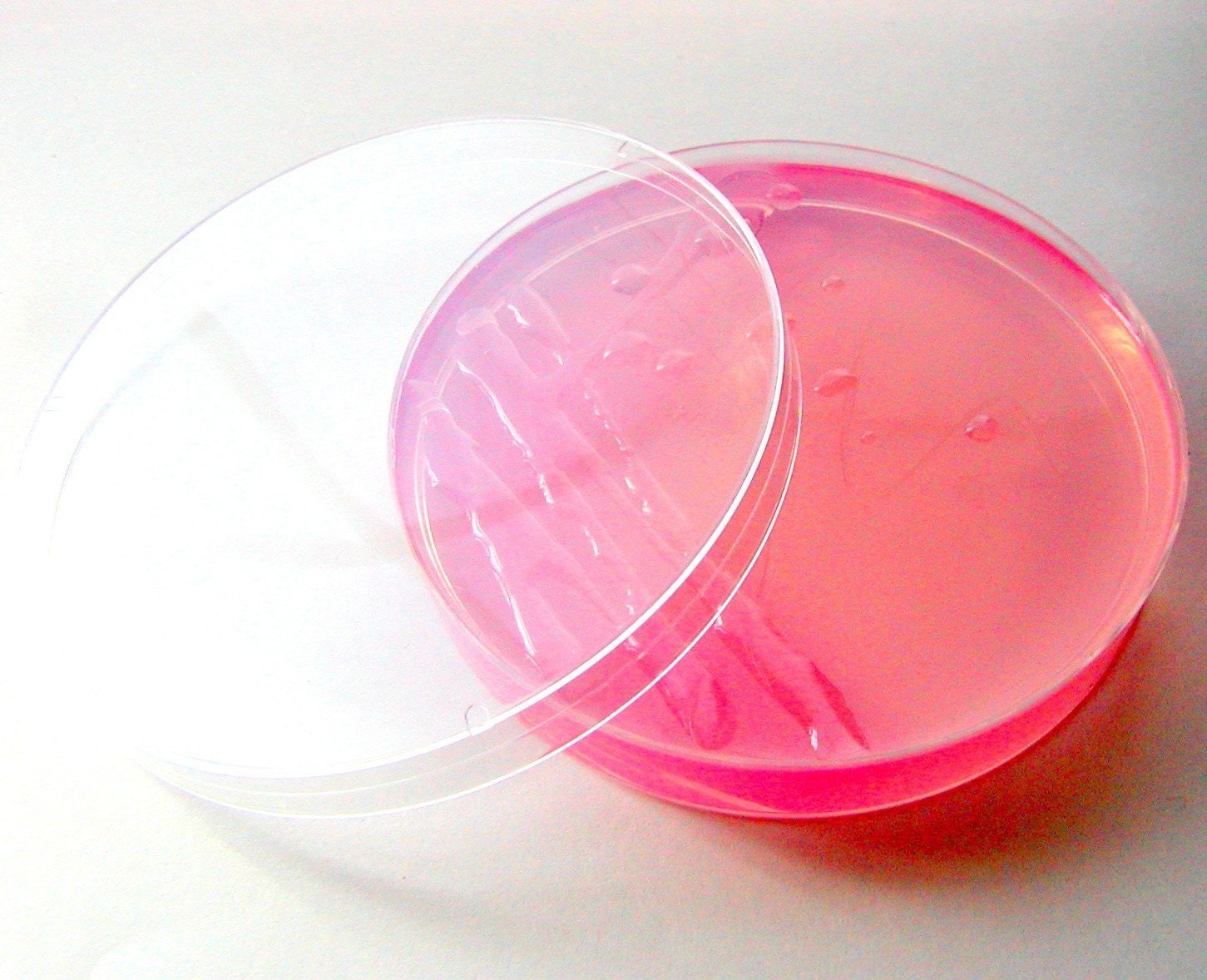 Soap - Pink E. coli in a Petri Dish (Grapefruit)