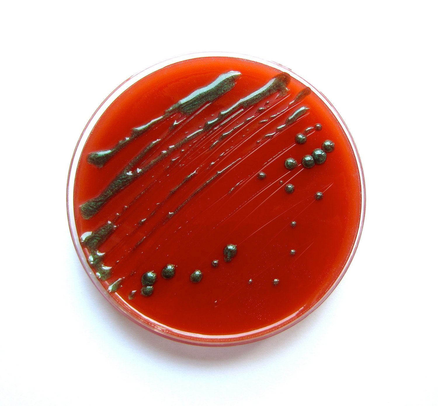 Soap - Metallic Green E. coli in a Petri Dish -  Goji Berry Scent
