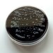 Soap - Campylobacter in a Petri Dish (Pearberry)