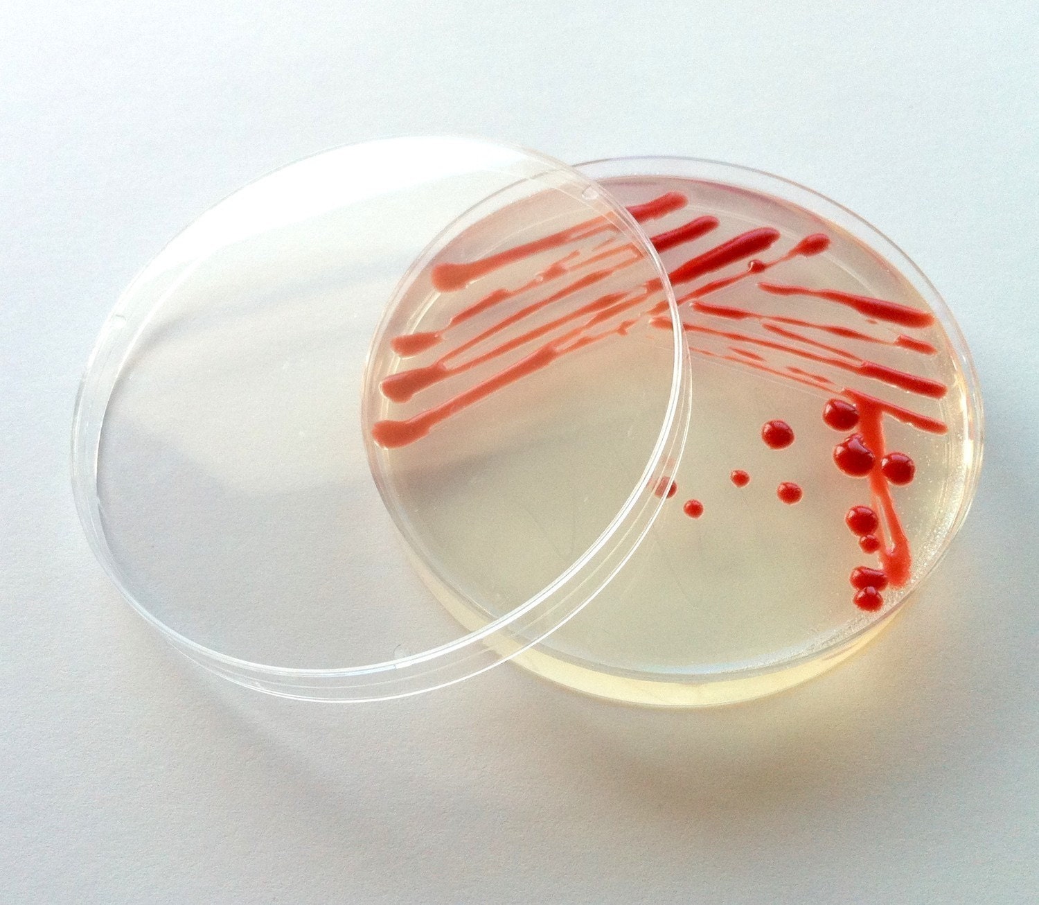 Soap - Red Serratia marcescens in a Petri Dish (Sweet Pea)