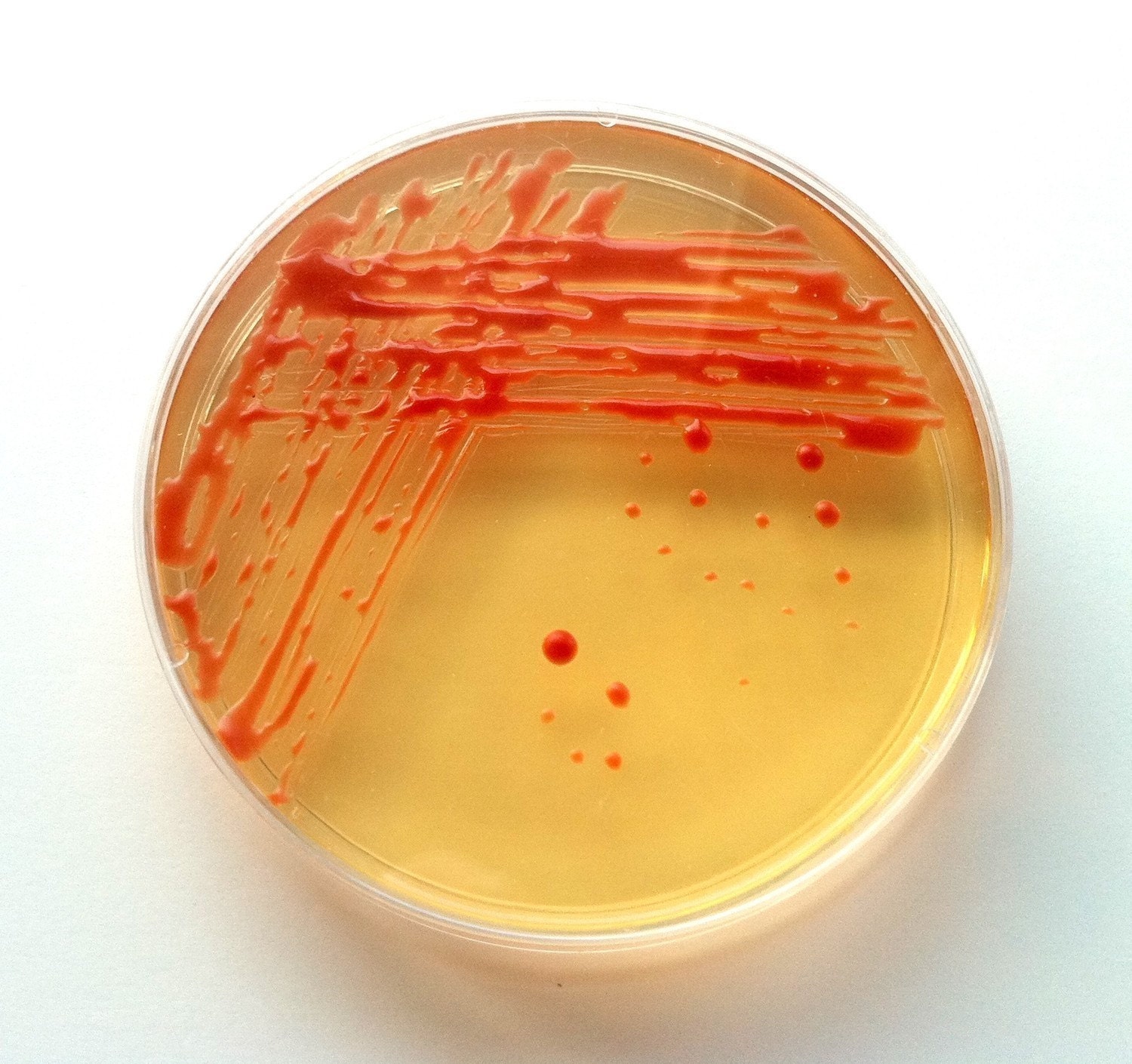 Soap - Red Escherichia coli in a Petri Dish - Natural Honey Scent