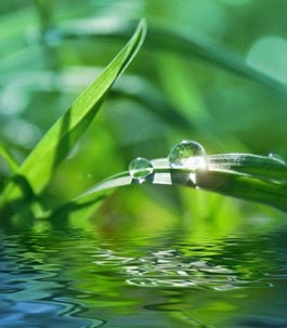 China Rain vegan solid perfume