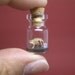 Apatosaurus / Brontosaurus in a tiny bottle
