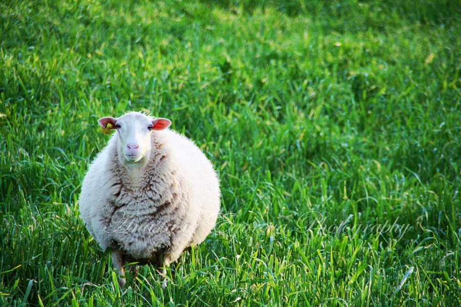 Sheep  - fine art print 5x7