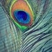 Peacock Feather - 5x7 Fine Art Photo Print