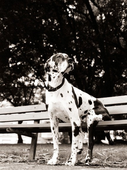 Dog on Park Bench - 8 x 10 Print