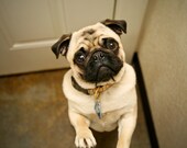 Hello Pug - 8 x 10 Print