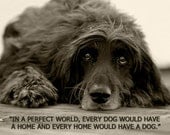 In A Perfect World, Every Dog Would Have A Home - 8 x 10 Print