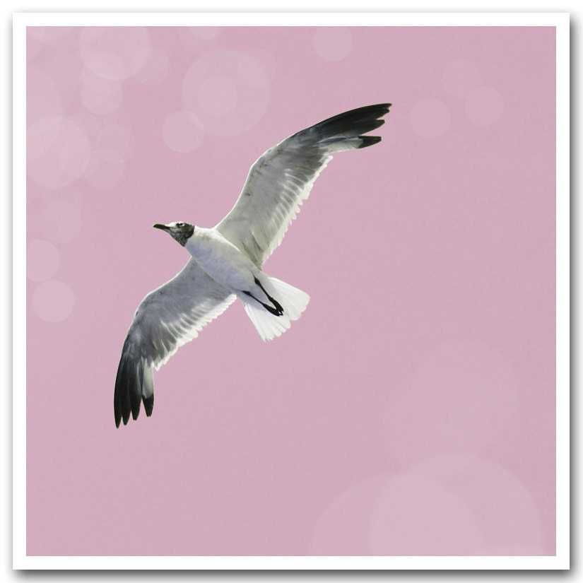5x5 fine art photograph /// sea bird in pink, ocean city /// photo by lesley sico