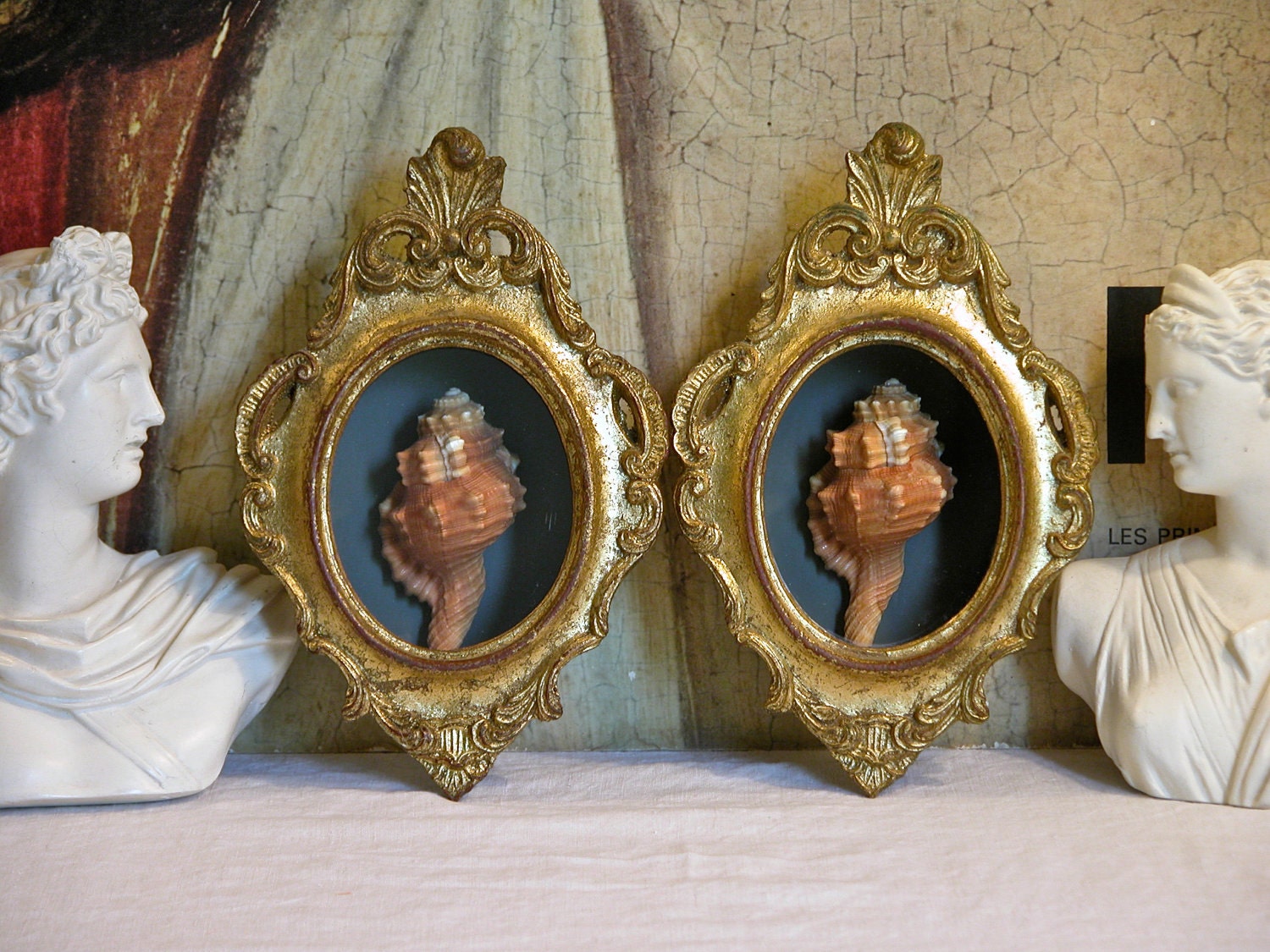 Florentine Sea Shell Display Set of Two
