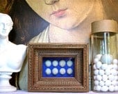 Coral Specimen Shadowbox