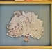 Framed Sea Fan