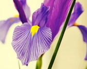 flower photography purple iris photograph modern home decor botanical wall art 8x10 fine art flower print