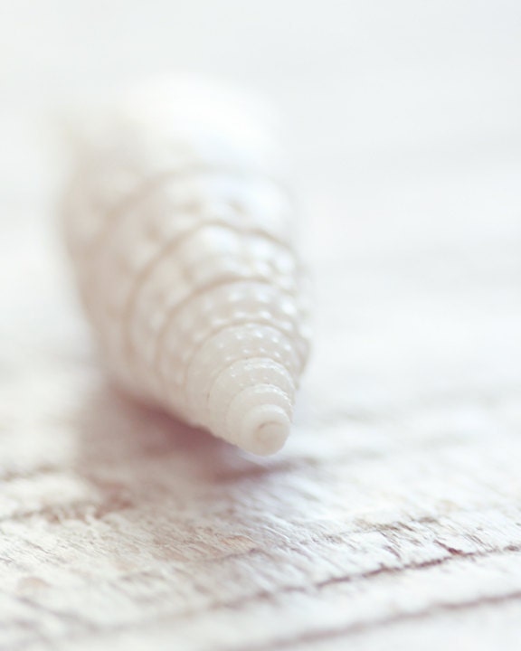 Shell photograph white sea shell art coastal home decor white washed beach cottage 8x10 fine art photograph