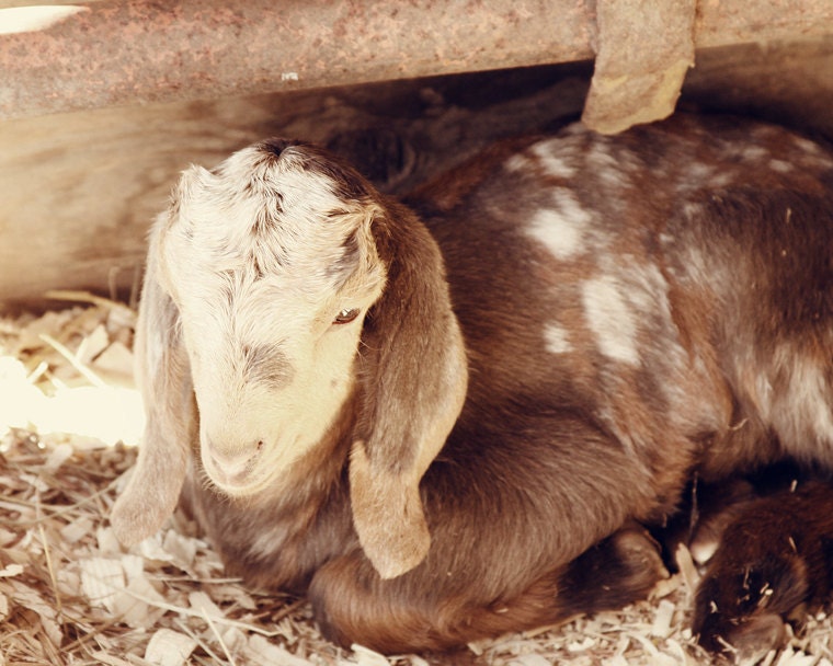 baby animal nursery art goat photograph cream brown animal art childs room 8x10 photograph animal wall art