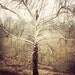bohemian decor rustic tree print nature photography sage cream beige brown minimalist wall art 8x10 print home decorating