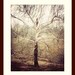 bohemian decor rustic tree print nature photography sage cream beige brown minimalist wall art 8x10 print home decorating