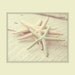 starfish print starfish decor coastal cottage decor pink and mint art coastal decor 8x10 sea star photograph