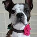 RESERVED Listing for Jackiemariee - Bright Pink Felt Flower Dog Collar Accessory
