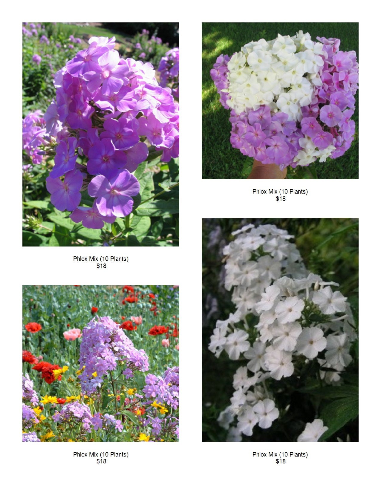 TALL PHLOX PLANTS (5) HEALTHY Plants FRAGRANT