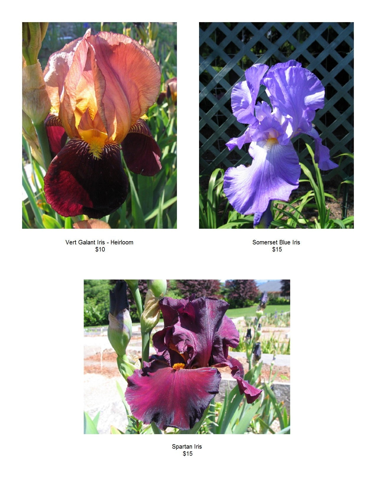 15 TALL BEARDED IRIS PLANTS - AMAZING MIX Heirloom Iris