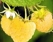 Raspberry Plants Everbearing Yellow Berry Berries Anne 6 Plants Bareroot