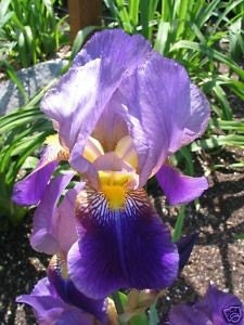 Old fashioned heirloom iris- CROATICA