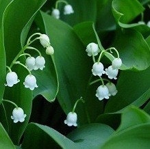 25 Lily of the Valley Fragrant Shade Plants Pips