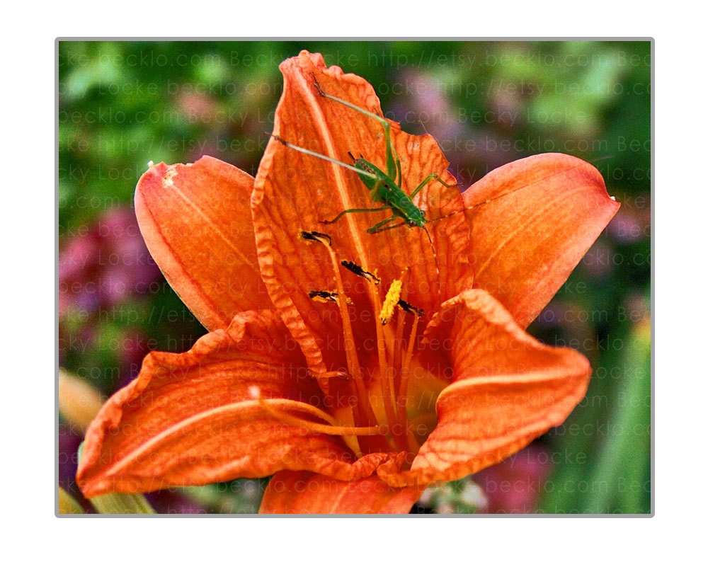 Grasshopper Lily Flower 5x7 photo Free Shipping Global