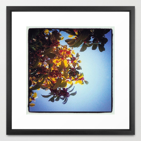 Sitting Underneath a Berry Tree 20x20 Digital Color Print