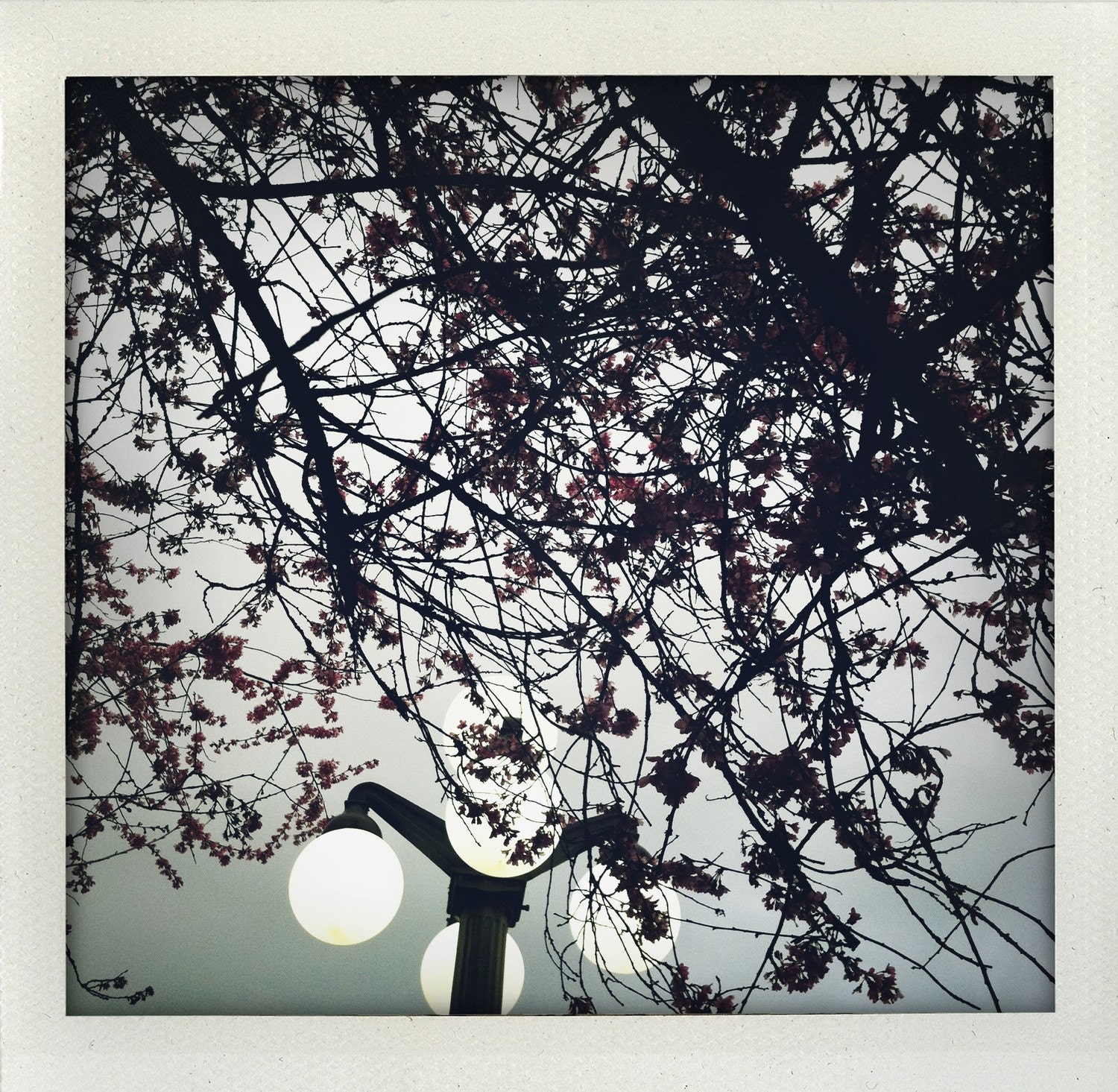Cherry Blossoms & Streetlight 5x5 Fine Art Print