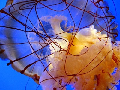 Jellyfishing 8x10