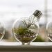 Light Bulb Terrarium - Modern Design Meets Nature