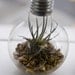 Light Bulb Terrarium - Modern Design Meets Nature
