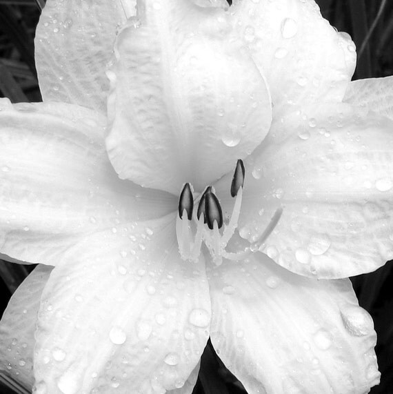 Rain Drops - Fine Art Photography