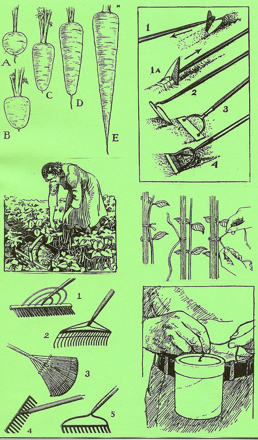 Growing Things: A Guide for Beginning Gardeners (Zine)