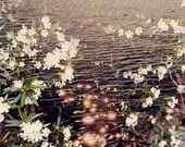 Dream