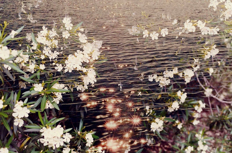 Dream