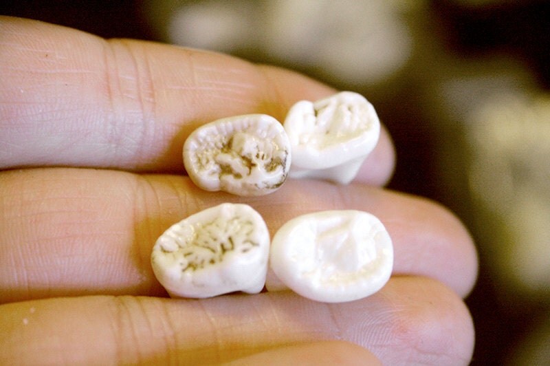 Bear Molars