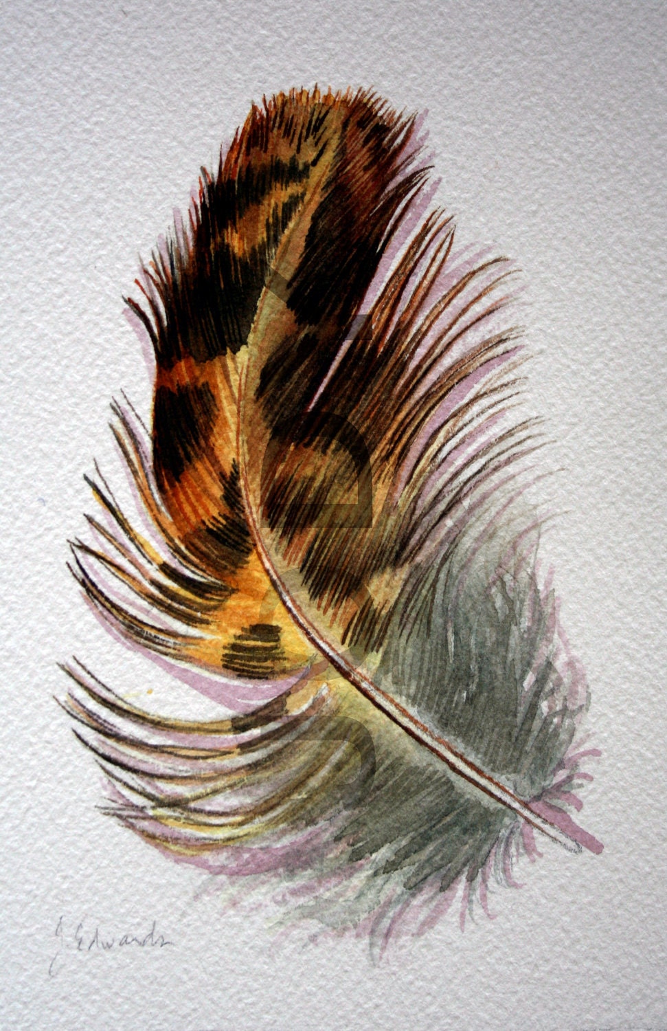 Grouse Feather